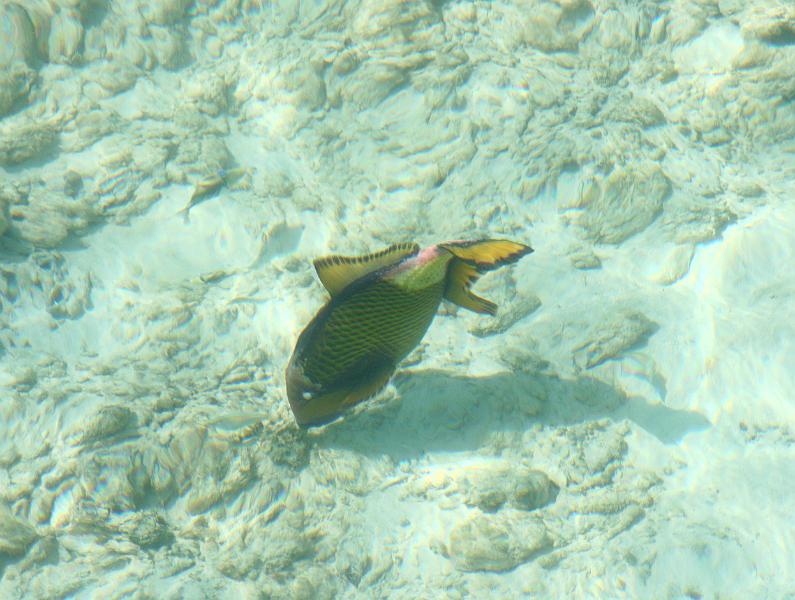 Kuramathi (249).jpg